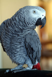 parrot