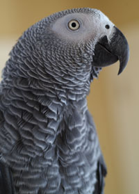 parrot