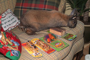 rabbit