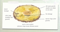 internal art
